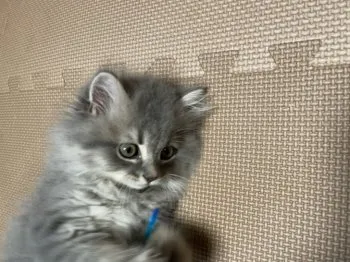 M.K 様のお迎えした子猫