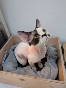 S 様のお迎えした子猫