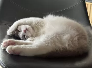 Y.O 様のお迎えした子猫