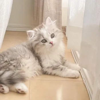 ありさ 様のお迎えした子猫