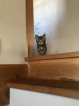 K.K 様のお迎えした子猫