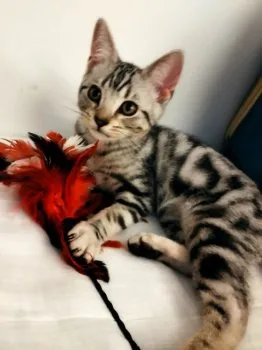 ちい 様のお迎えした子猫