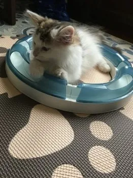 T.T 様のお迎えした子猫