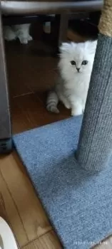 Y.S 様のお迎えした子猫