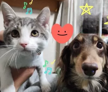 A.N 様のお迎えした子猫