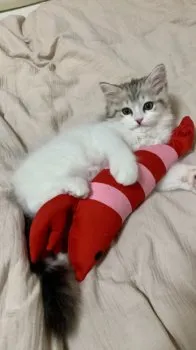 S.M 様のお迎えした子猫