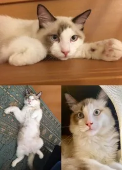 りら 様のお迎えした子猫