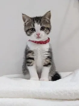 T.N 様のお迎えした子猫