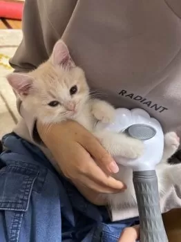 ユリ 様のお迎えした子猫
