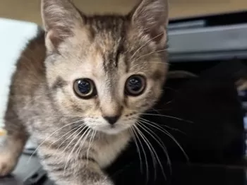 T.H 様のお迎えした子猫