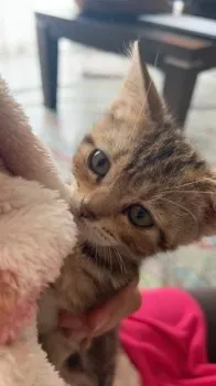 こつな 様のお迎えした子猫