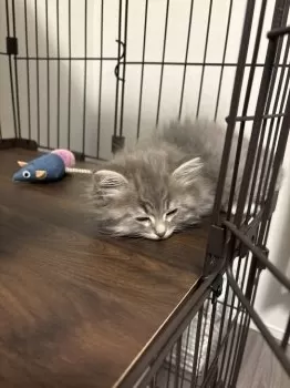 E.M 様のお迎えした子猫