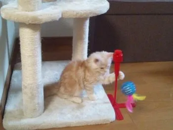 Rinちゃんママ 様のお迎えした子猫