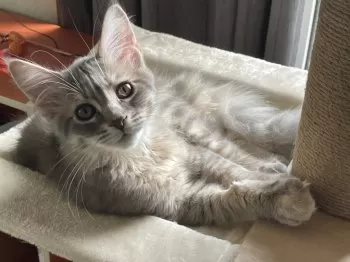 S.M 様のお迎えした子猫