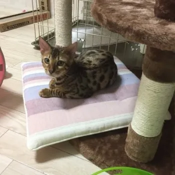 ラブうさ 様のお迎えした子猫