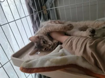 バンビ 様のお迎えした子猫
