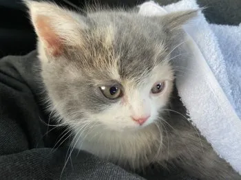 タカ 様のお迎えした子猫