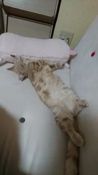 はな 様のお迎えした子猫