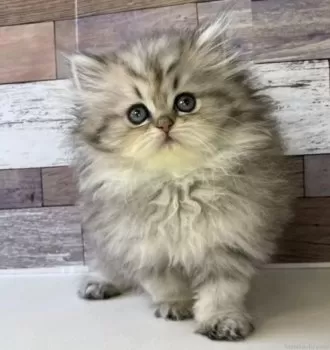 林 様のお迎えした子猫
