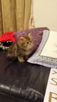 よーだ 様のお迎えした子猫