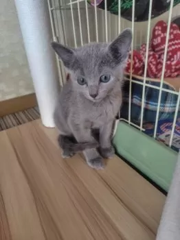 Y.S 様のお迎えした子猫