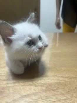 salfer 様のお迎えした子猫