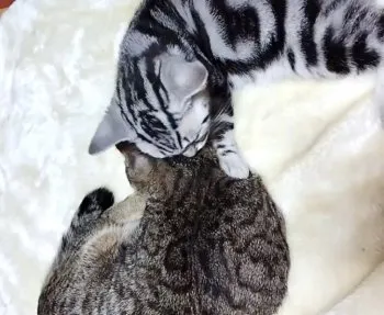 RRR 様のお迎えした子猫