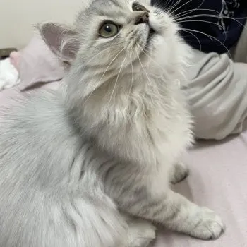 K.K 様のお迎えした子猫