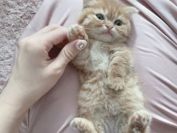 m 様のお迎えした子猫