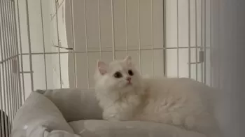 T.T 様のお迎えした子猫