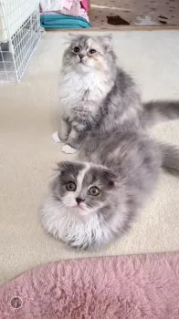 yy 様のお迎えした子猫
