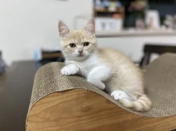 mc888 様のお迎えした子猫