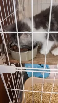 おーろら 様のお迎えした子猫