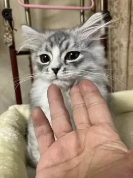 忍者くん 様のお迎えした子猫