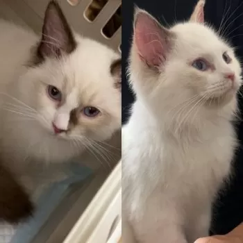 mimi 様のお迎えした子猫