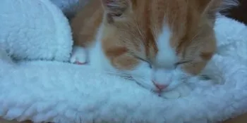 K.O 様のお迎えした子猫