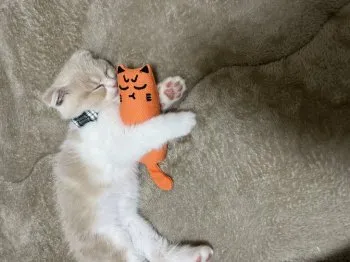 Y 様のお迎えした子猫