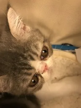 かずさん 様のお迎えした子猫