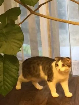 ヤス 様のお迎えした子猫