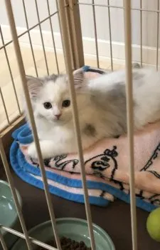 R.K 様のお迎えした子猫