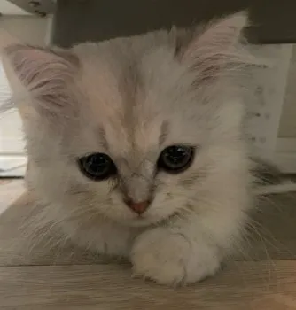 M.I 様のお迎えした子猫