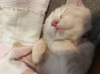 しょぅへい 様のお迎えした子猫