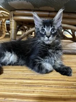 M.S 様のお迎えした子猫