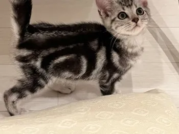ひできち 様のお迎えした子猫