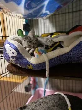 ゆぅ 様のお迎えした子猫