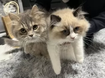 S.Y 様のお迎えした子猫