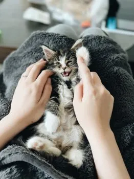 K.Y 様のお迎えした子猫