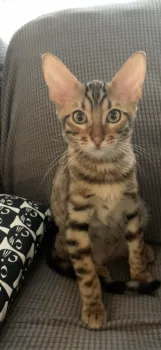 マイマイ 様のお迎えした子猫