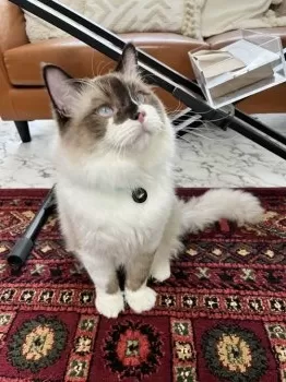 M.K 様のお迎えした子猫