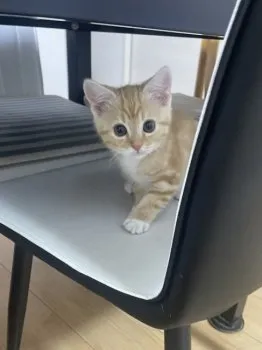 K.S 様のお迎えした子猫